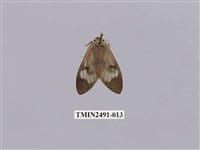 藏品(閃光玻燈蛾)的圖片